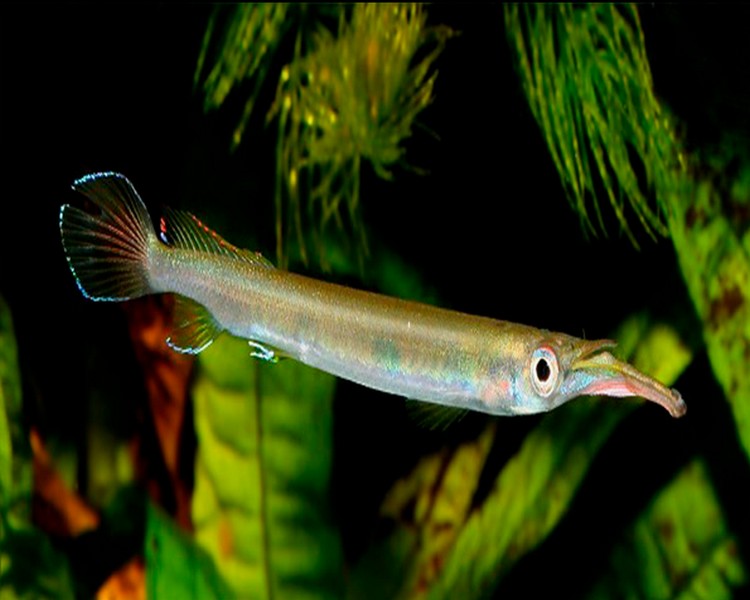 Forest Halfbeak ~ 5-7cm